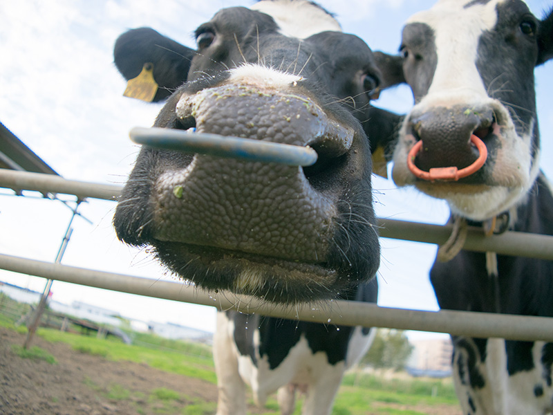 オーガニック金ヶ崎