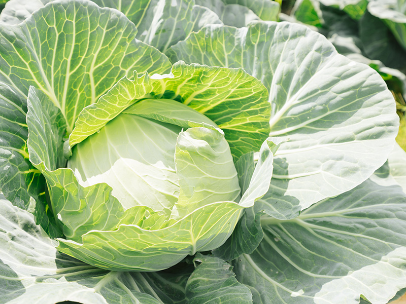 オーガニック金ヶ崎