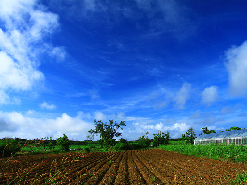 オーガニック金ヶ崎