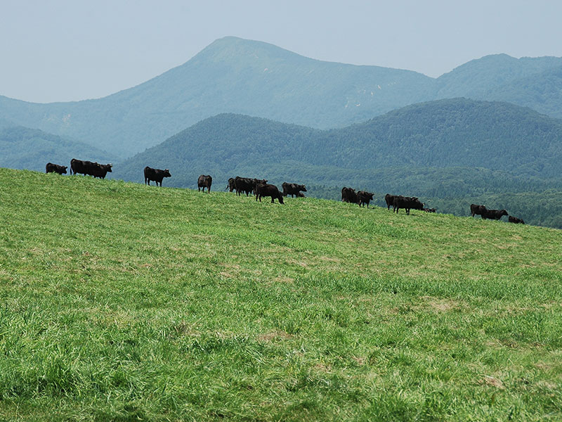 オーガニック金ヶ崎