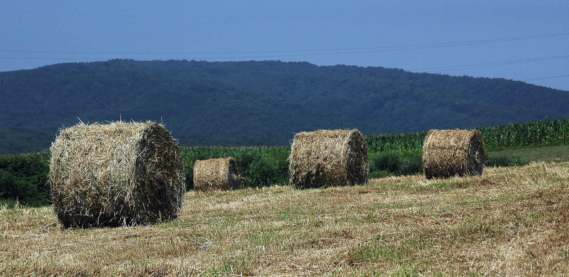オーガニック金ヶ崎