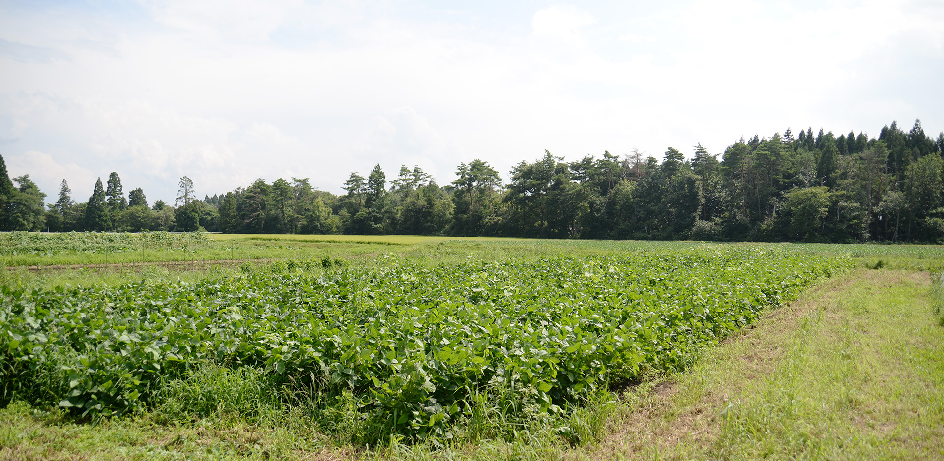 オーガニック金ヶ崎