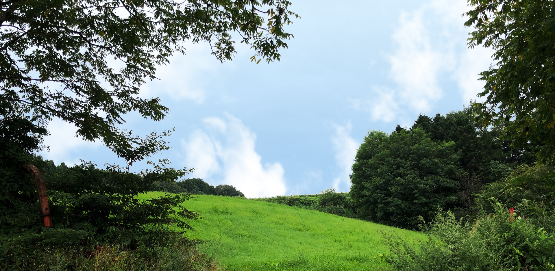 オーガニック金ヶ崎