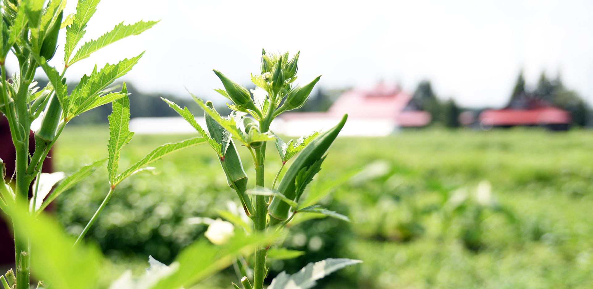 オーガニック金ヶ崎