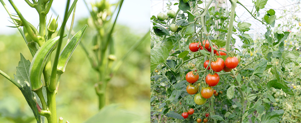 オクラとトマト