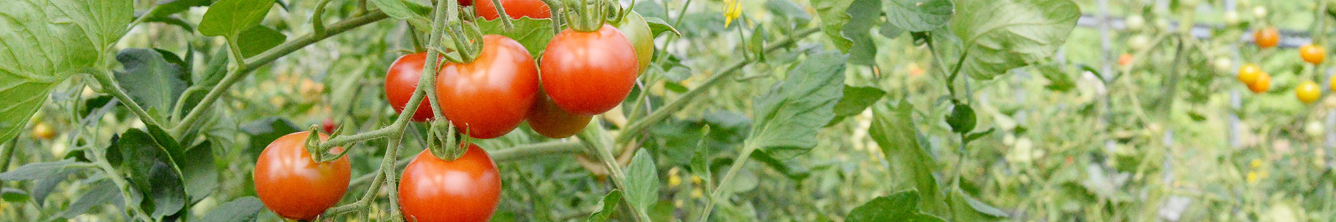 【サイトマップ】有限会社 オーガニック金ヶ崎【公式】